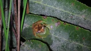 Vocalização de Dendropsophus cruzi