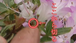 ツツジや藤の花後の花摘み