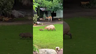 Те самые знаменитые малыши капибар из Московского зоопарка😍