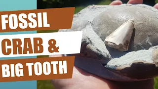 My BIGGEST fossil shark tooth find, a beautiful crab and bonus fossil prep time-lapse