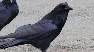 Courting Ravens