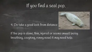 If you find a seal pup...