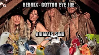 Rednex - Cotton Eye Joe (Animal Cover)