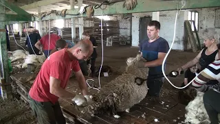 В хозяйстве «Белозерное» идет стрижка овец