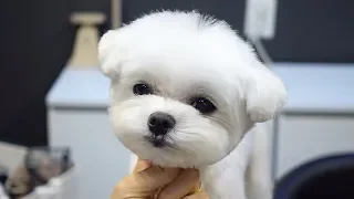 Dog Pet Maltese Grooming Trimming beauty Baby Cut.