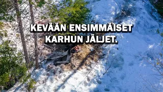 KARHU TAPPOI HIRVEN!