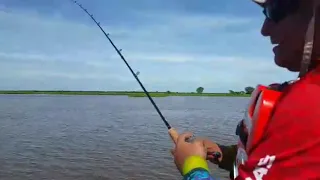 SURUBÍ PINTADO pesca y devolución