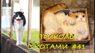 Смешные КОТЫ #41 / Лучшие приколы 2021 / Funny cats.