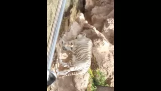 Tigre bianca del loro parque a tenerife