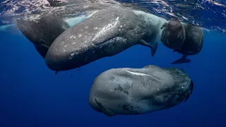 Sperm whales of Mauritius Island