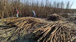 Cultivando caña de Azúcar en el estado de Morelos(zafra 20-21 corte de caña quemada)