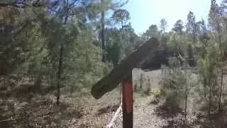 Florida Trail in Ocala National Forest by Alexander Springs