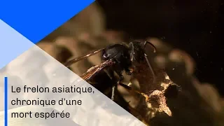 Le frelon asiatique, chronique d'une mort espérée | Documentaire CNRS