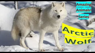 Arctic Wolf facts 🐺 white wolf 🐺 polar wolf 🐺