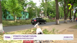 В Одессе упал тополь и повалил столб линии электропередачи: несколько домов без света