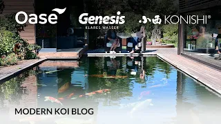 Modern Koi Blog #5504 - Wie lange können Koi ohne Futter überleben?