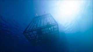 47 METERS DOWN (2017) CLIP "Sinking" (HD) Mandy Moore | KILLER SHARKS