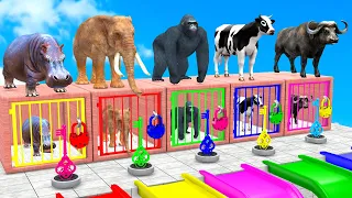 Cow Mammoth Elephant Gorilla Buffalo Guess The Right Key ESCAPE ROOM CHALLENGE Animals Cage Game