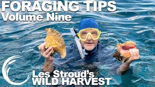 Wild Harvest Foraging Tips   Vol 9