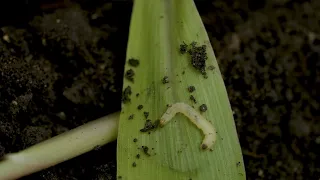 Rootworm Week: Episode 1 - The roots of rootworms