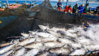 Bluefin Tuna Fishing Process | Modern Bluefin Tuna Farm | How Bluefin Tuna is Processed in Factory