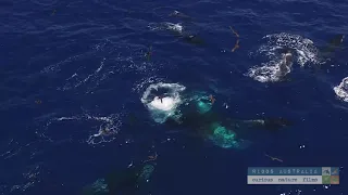 Killer Whales capture a Giant Squid