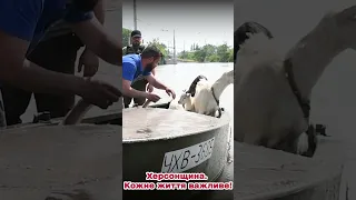 💔😥 Тварини нажахані водою... ДСНС показала відео рятувальної операції на Херсонщині
