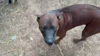 InSearchofTheThaiRidgeback@OMKO-THAI-RIDGEBACK : VLOG DEDICATED TO THE LOSS OF CHEETAH   4K