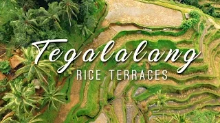 Tegalalang Rice Terraces 🌴 || BALI DRONE TRAVEL VLOG || Ubud, Indonesia