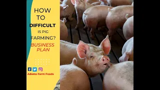 How To Start A Pig Farm ll Business Plan