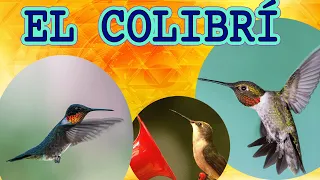 EL COLIBRÍ ❤️ 🐦 | Videos educativos para niños | Los animales | LAS AVES | Documentales para niños