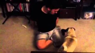 Pug running in circles