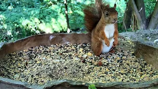 Squirrel's Wild Adventures: From Tree to Table and Back Again