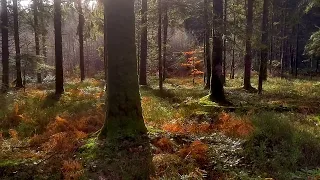 Woodland scene