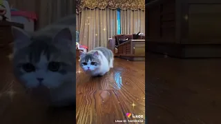 Cute cat jumping up !!!!📀📀📀📀🌆🌆🌆🌆😍😍😍🐱🐱🐶