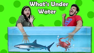 What's In Box Underwater Challenge I LIVE FISH I Funny Hungry Bird Video