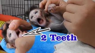 30/ Wow...2 teeth start grow look adorable, Baby monkey VALEN very happy with teeth play with sister