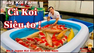 Bầy Cá Koi Siêu To Về Đón Tết 25/12/2019  ! #Koi #Cakoi  #Sieuto , #koisieuto , #koikhonglo