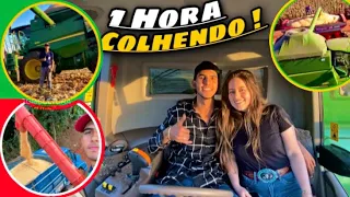 1 HORA COLHENDO MILHO 🌽💥🇧🇷!!! EP 256