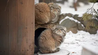 Manul kittens are playing snowballs