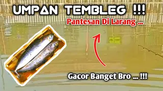 UMPAN IKAN MAS LARANGAN || JANGAN DI PAKAI