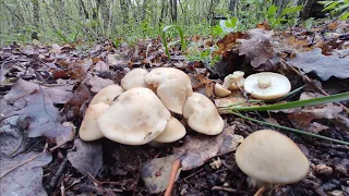 Майская рядовка ПОРАДОВАЛА урожаем, сбор грибов 2023 весенние грибы, грибы Крыма 2023