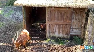 Jacksonville Zoo welcomes Eastern bongo calf