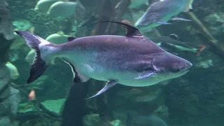 Крокус Сити Океанариум Москва (Crocus City Aquarium) Moscow