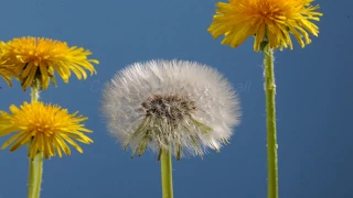 Dandelion flower to clock blowing away time lapse