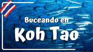 BUCEANDO en KOH TAO! EL LUGAR MÁS BONITO PARA BUCEAR EN - Tailandia #8 Luisitoviajero