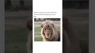 Lioness gets jealous when someone looks at her King 🤨 | Stare competition between you and a lion