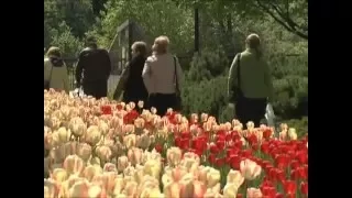 Did You Know? - History Of The Tulip Festival