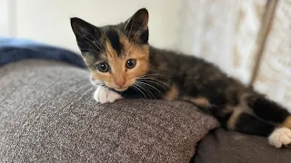 Meet Foster Kitten Fay! | Foster Tails