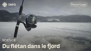 Du flétan dans le fjord | La semaine verte